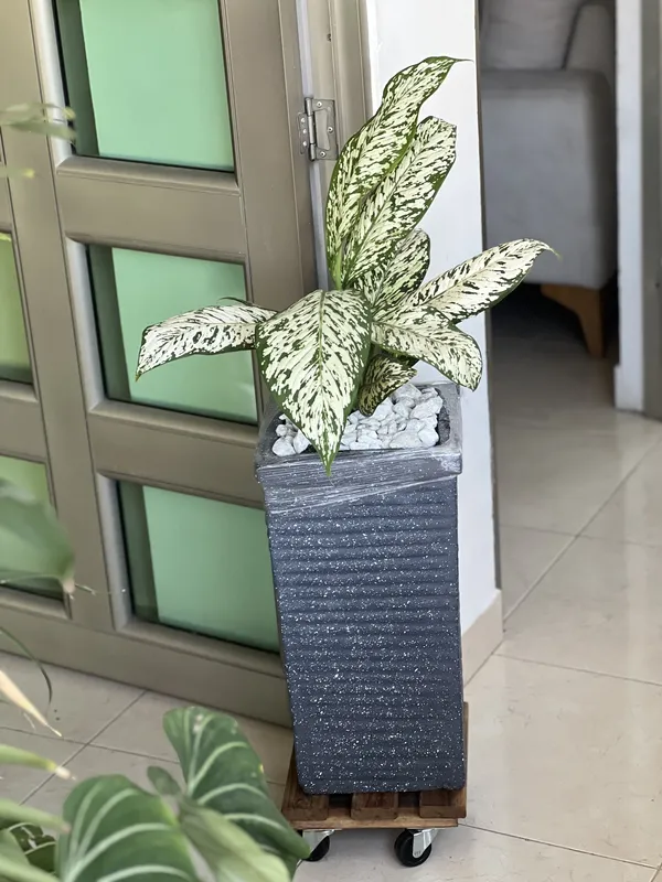 Difembaquia Tiki p14