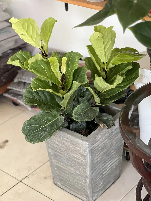 Ficus bambi B30 - Imagen 3