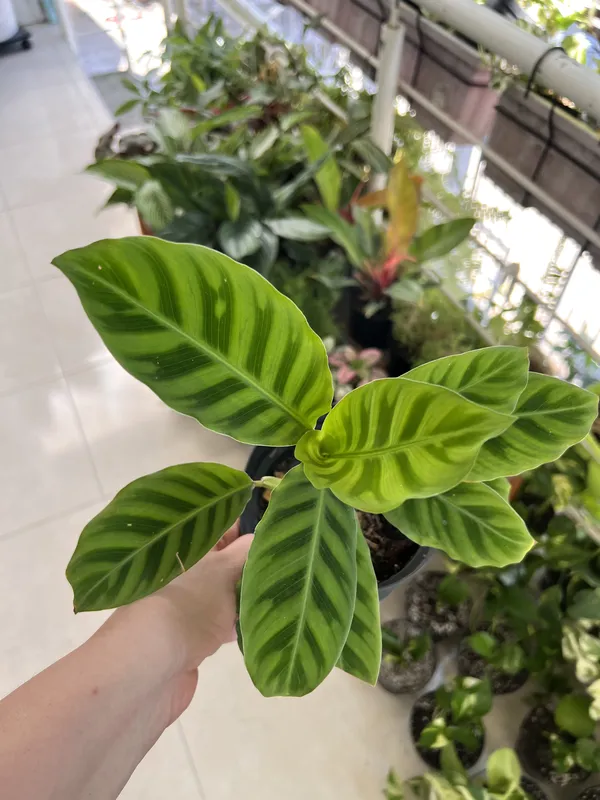 Calathea Zebrina P14 - Imagen 2
