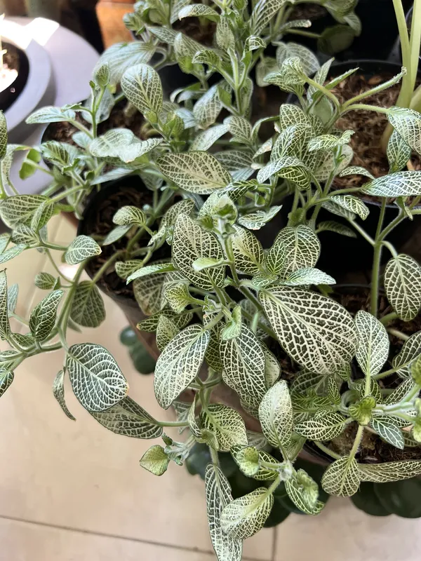 Fitonias P10 - Imagen 2