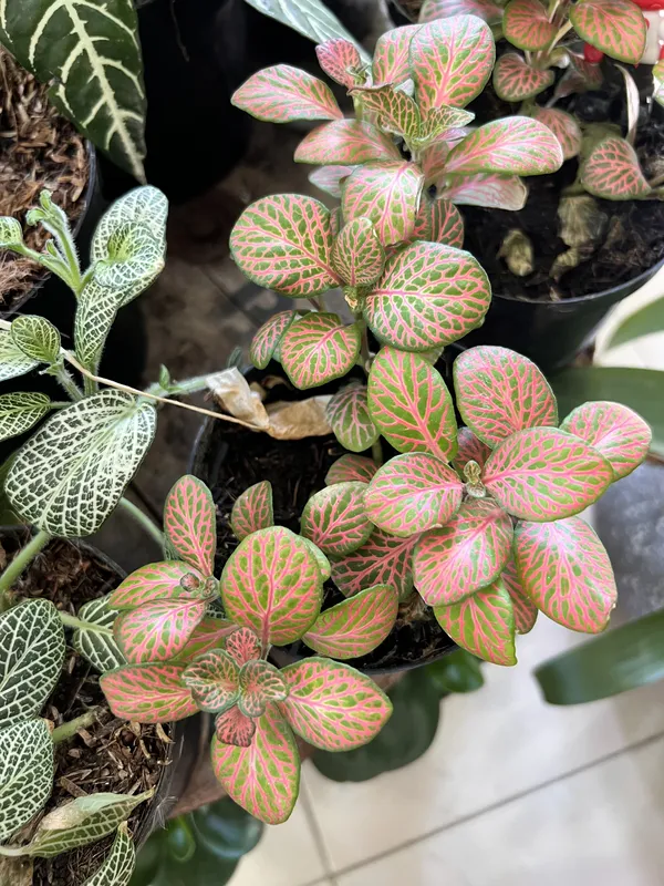 Fitonias P10 - Imagen 3