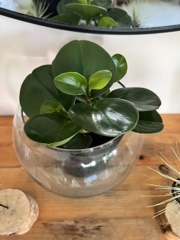 Conga Verde - Imagen 4