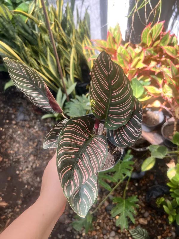 Calathea Ornata/pincel