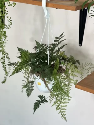 Helecho pateconejo CTA