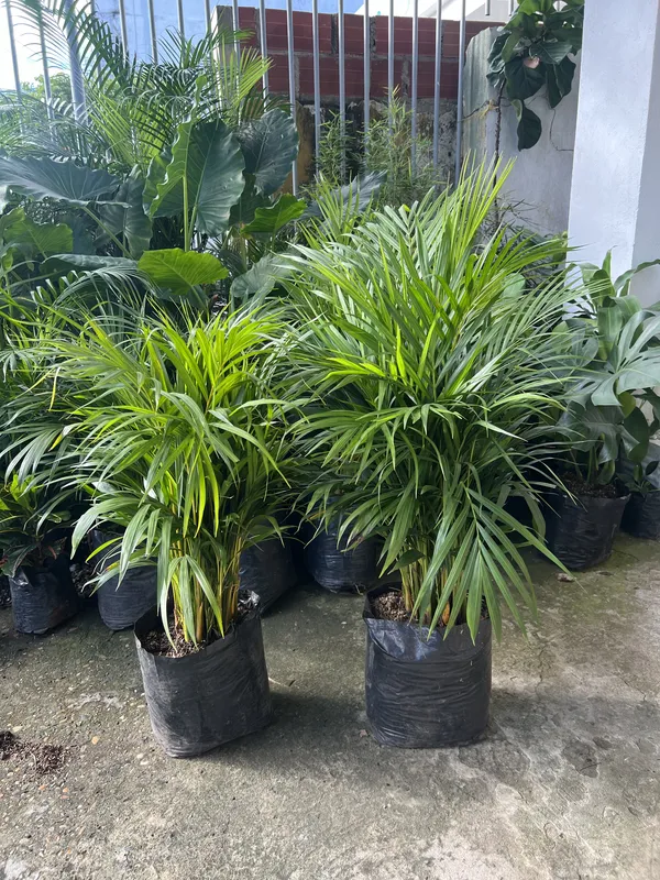 Palma Areca mediana B30 - Imagen 4