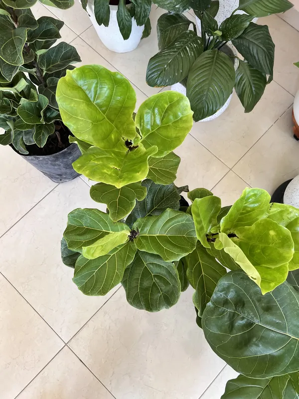 Ficus bambi B30 - Imagen 4