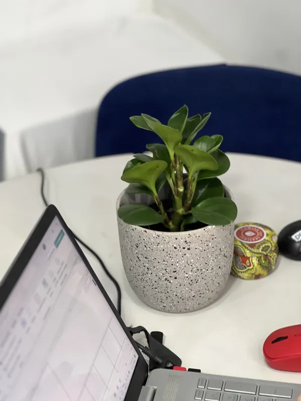 Conga Verde - Imagen 5