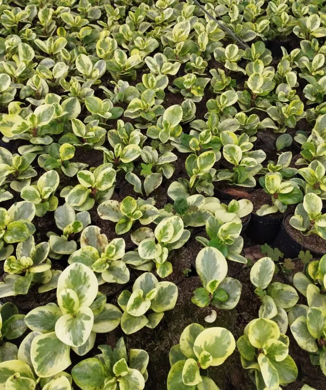 Conga Amarilla - Imagen 2