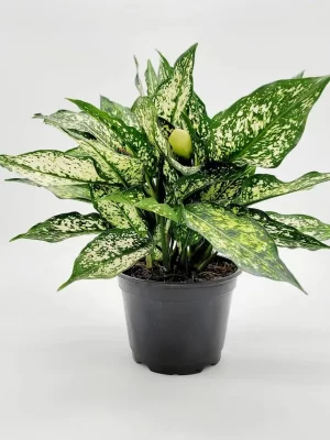 Aglaonema Perdiz blanca