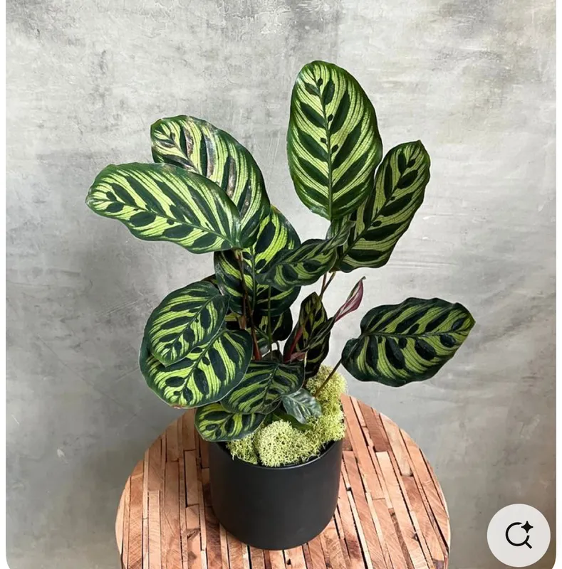Calathea Makoyana P14