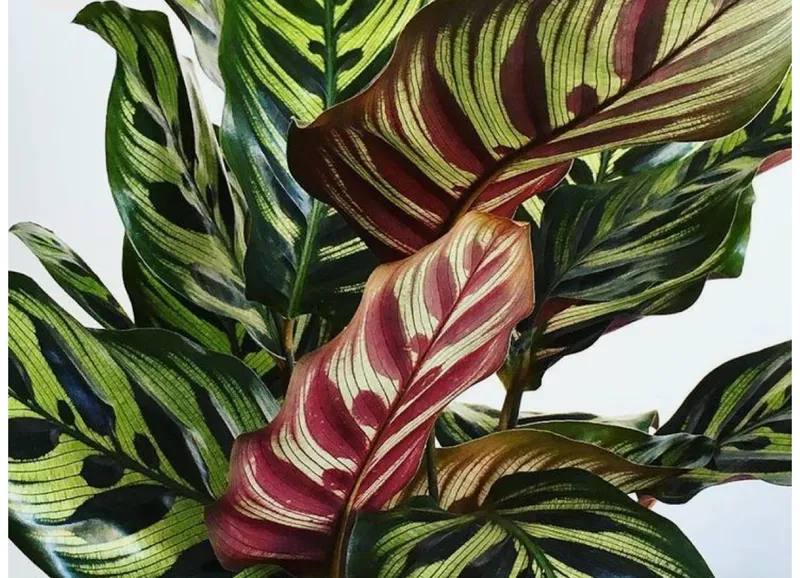 Calathea Makoyana P14 - Imagen 2