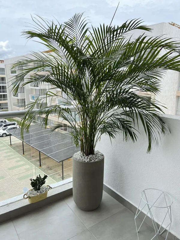 Palma areca Grande B45